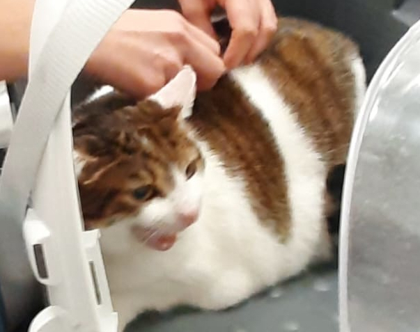 Metaxza receiving treatment